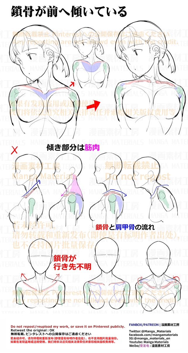 個人メモ：鎖骨
