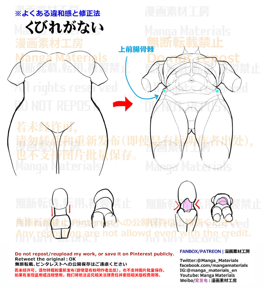 個人メモ：アオリの胴体