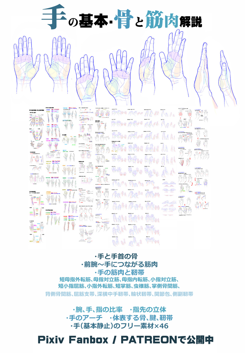 個人メモ：手の基本構造