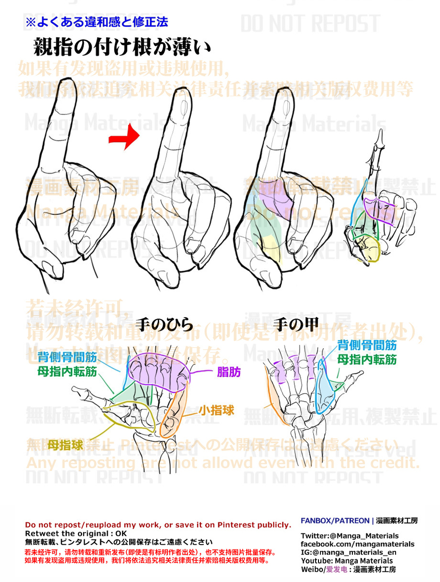 個人メモ：親指の付け根の構造