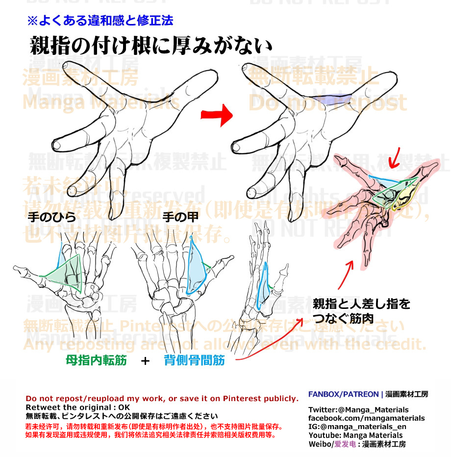 個人メモ：親指の付け根の構造