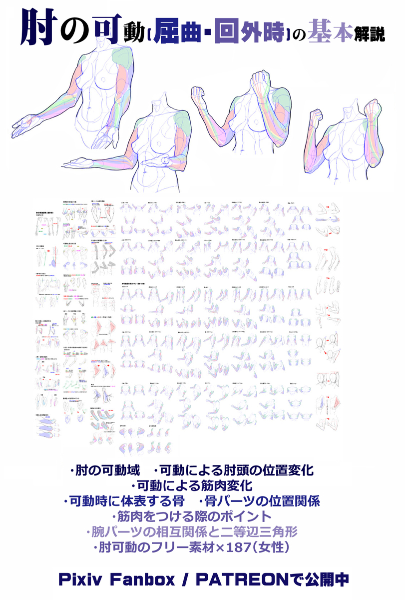 個人メモ：肘頭の向きと位置