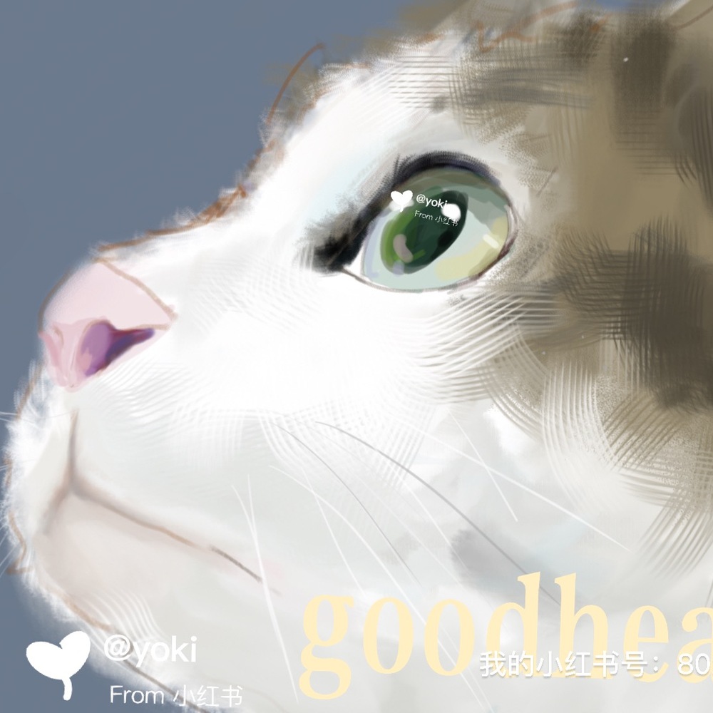 快看！是小猫咪