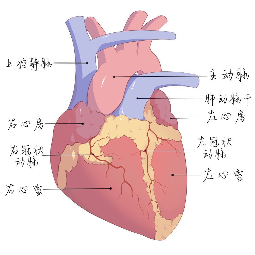 医学插画师日常练习